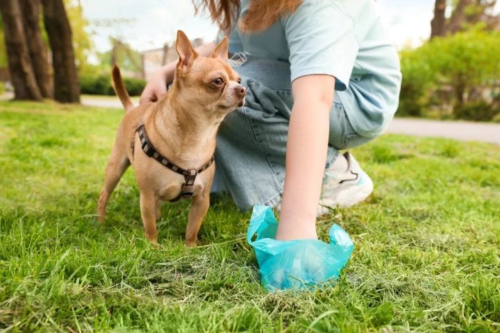 Sprzątanie kupy psa – woreczki